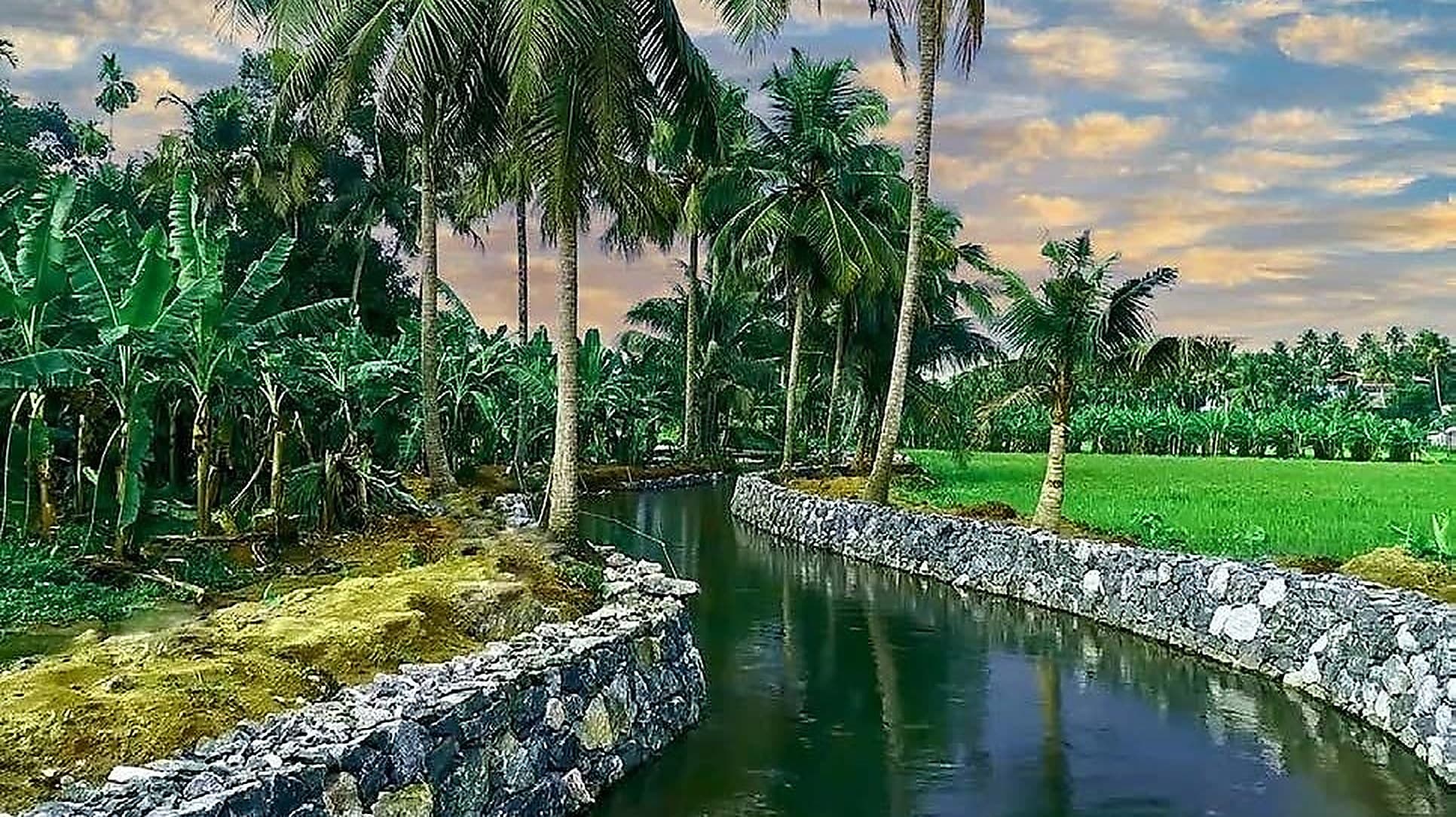 Waterway and paddy in the landscape around the Kizhakkambalam site