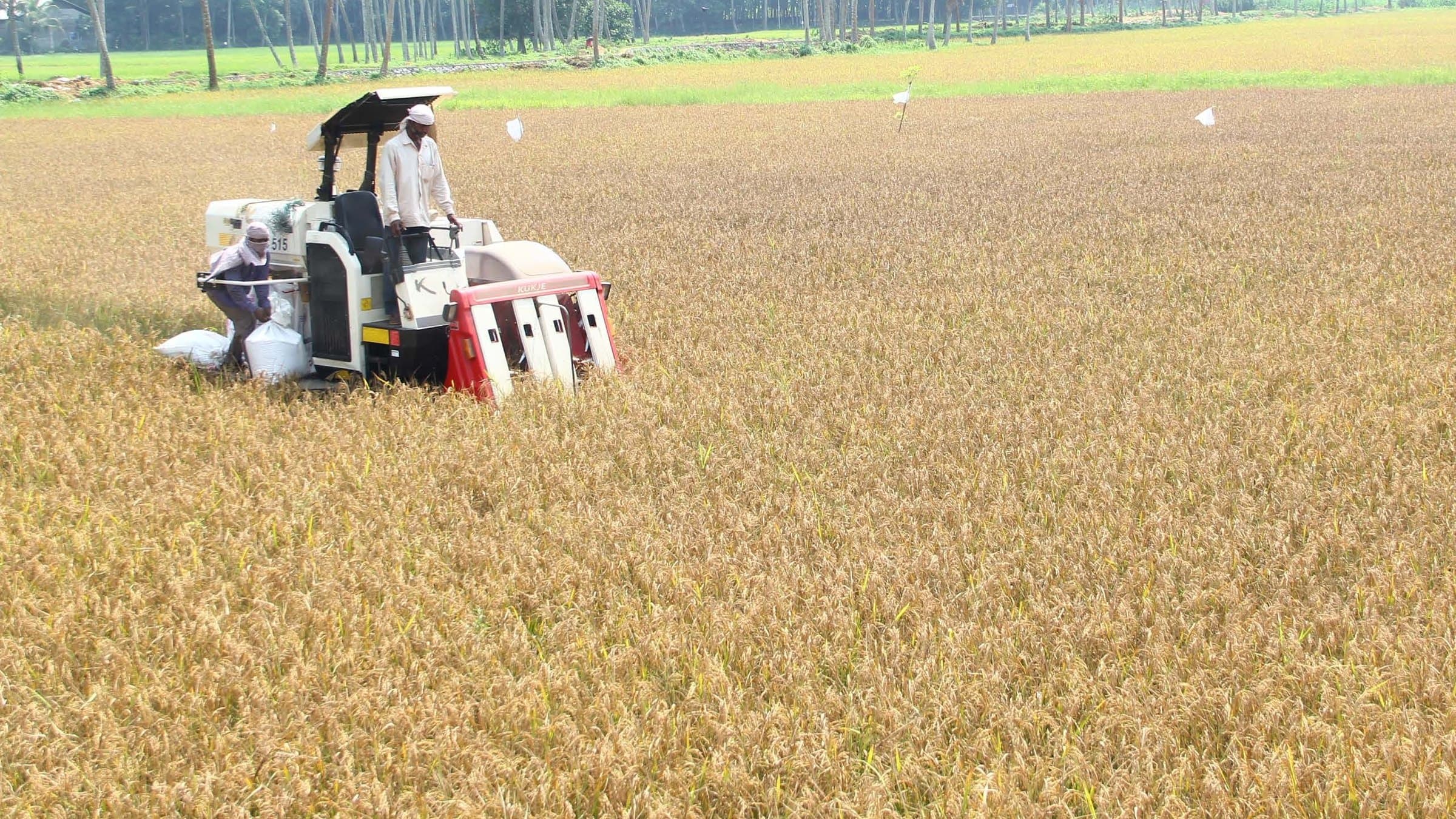 Paddy fields under cultivation around Kizhakkambalam